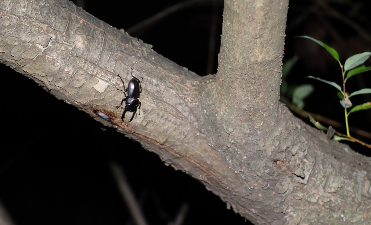 ヤナギ林の枝がくねくねしたヤナギ_樹液近くでコクワガタ♂_2021年10月15日19時頃 気温22度